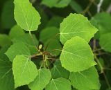Populus davidiana. Листья. Приморский край, Шкотовский р-н, окр. с. Многоудобное, выходы известняковых скал на гребне горы у опушки широколиственного леса. 31.05.2025.