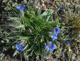 Gentiana kaufmanniana