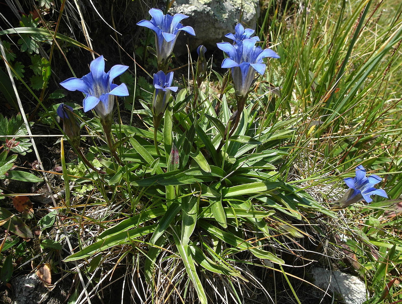 Image of Gentiana kaufmanniana specimen.