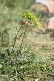 Heracleum sibiricum