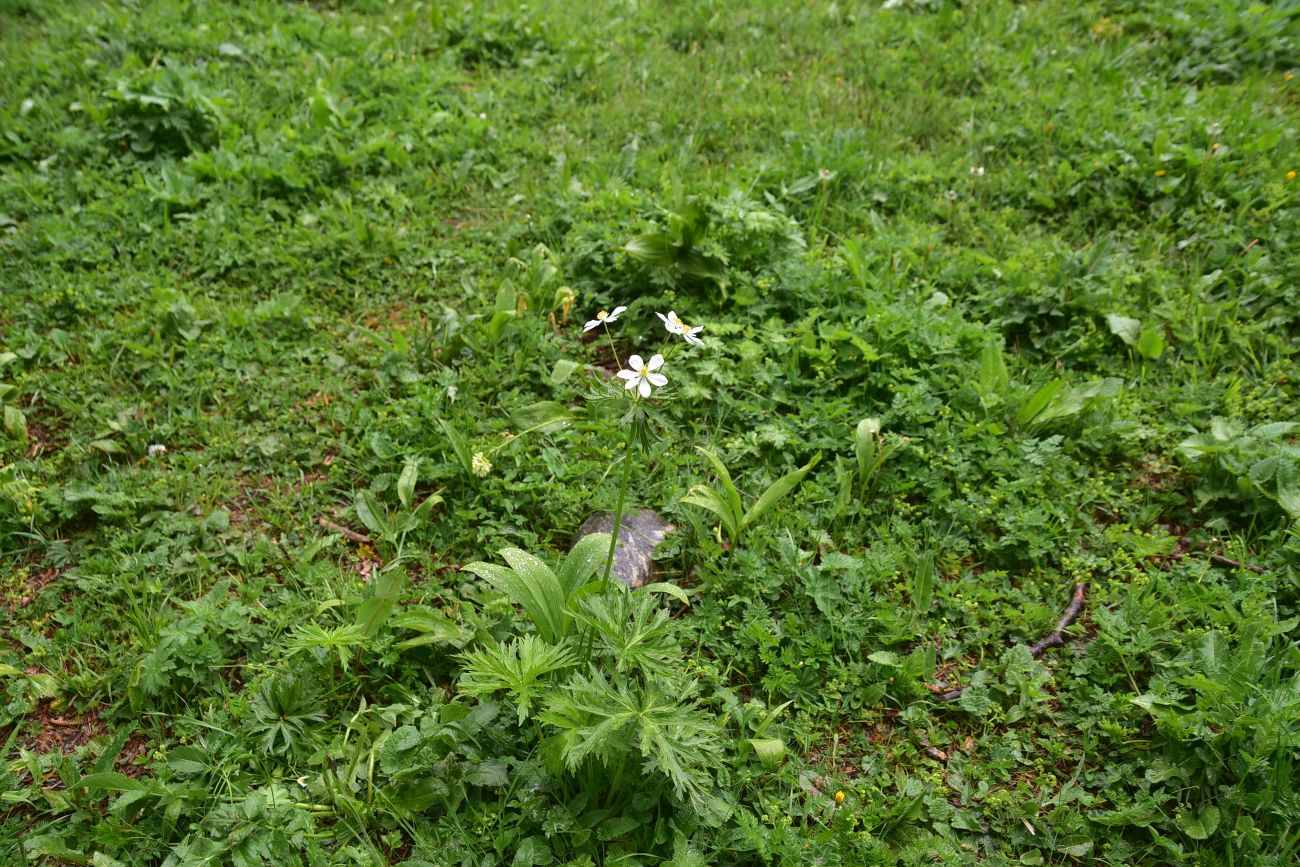 Изображение особи Anemonastrum fasciculatum.