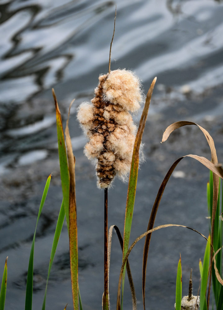 Image of Typha latifolia specimen.