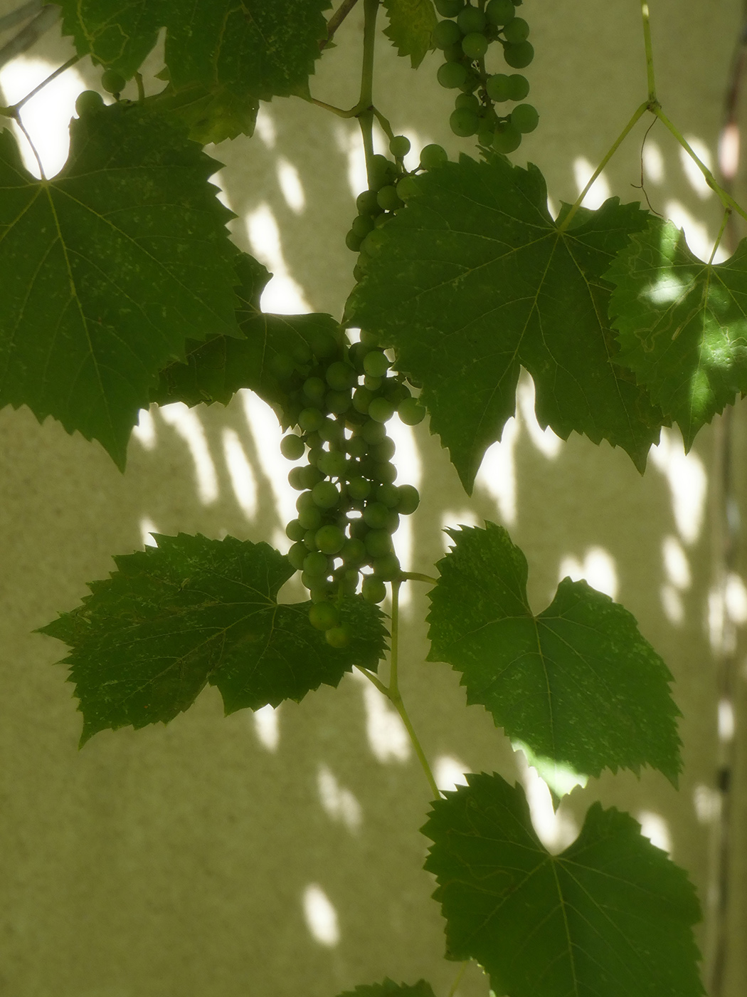 Изображение особи Vitis × bacoi.