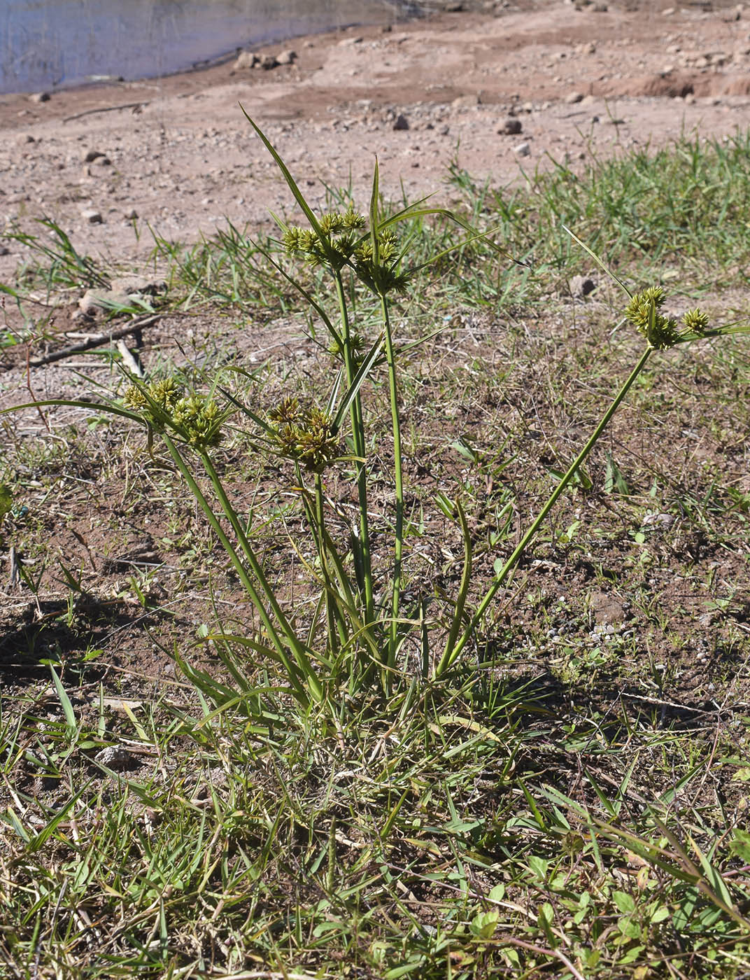 Image of Cyperus eragrostis specimen.