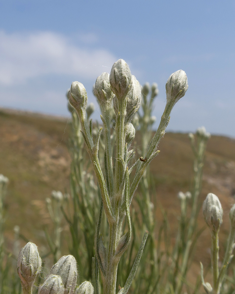 Image of Jurinea stoechadifolia specimen.
