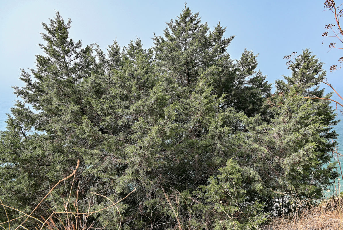 Изображение особи Juniperus phoenicea.