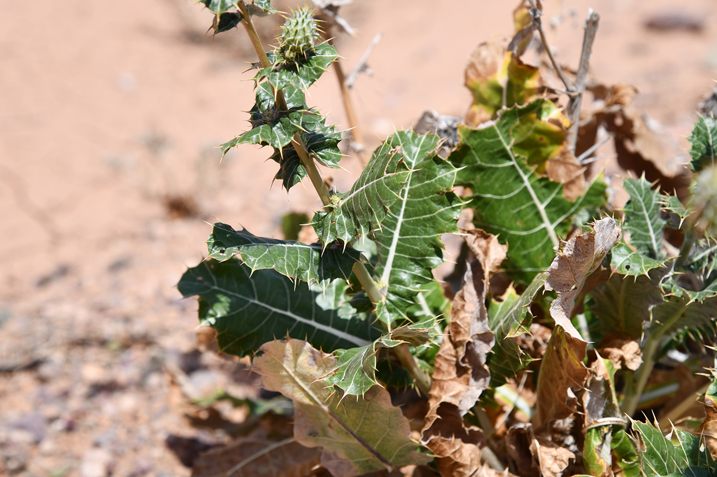 Image of Cousinia affinis specimen.