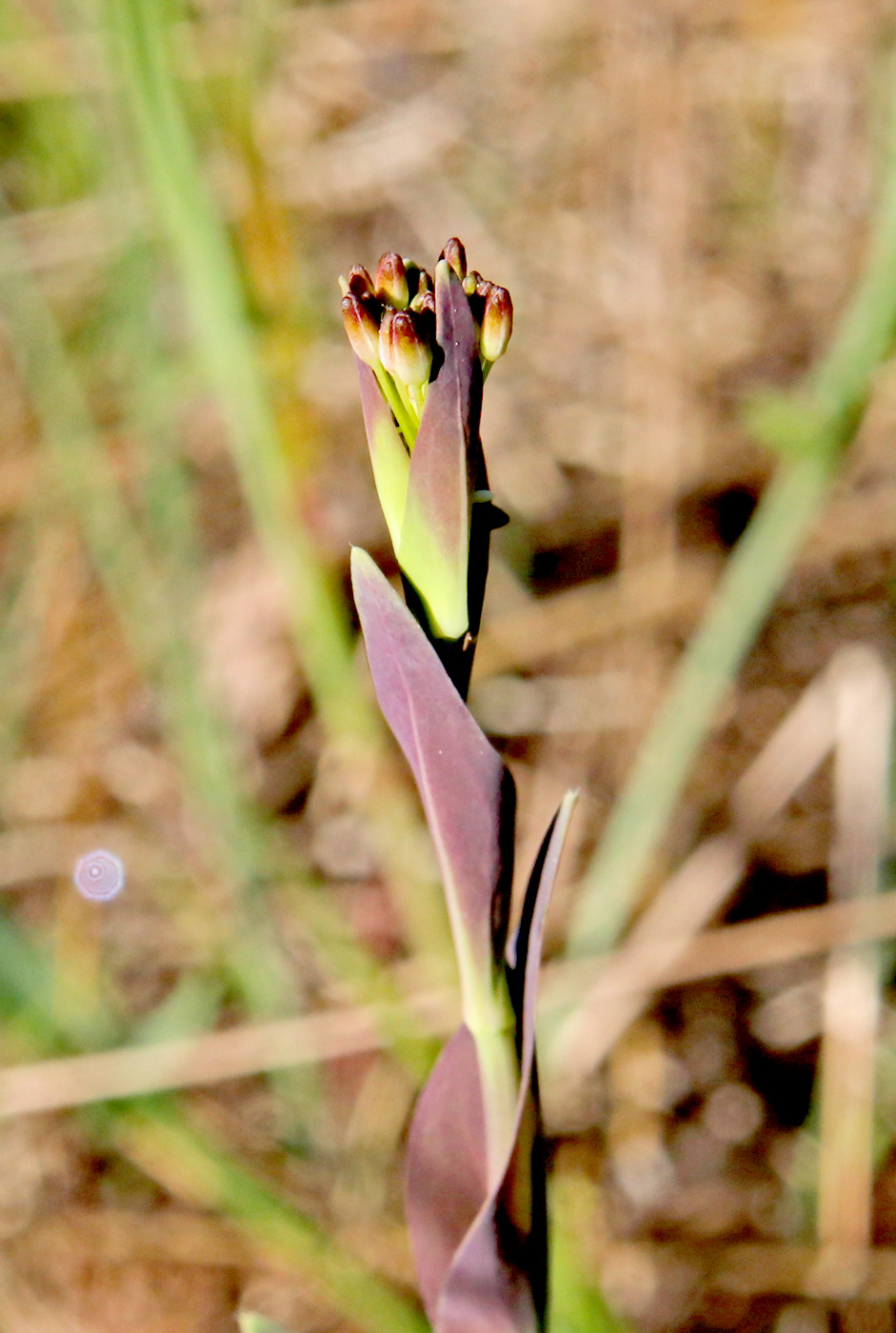 Image of Turritis glabra specimen.