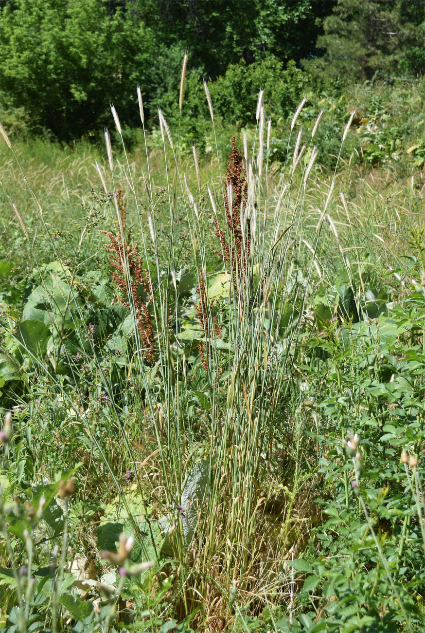Изображение особи Hordeum bulbosum.