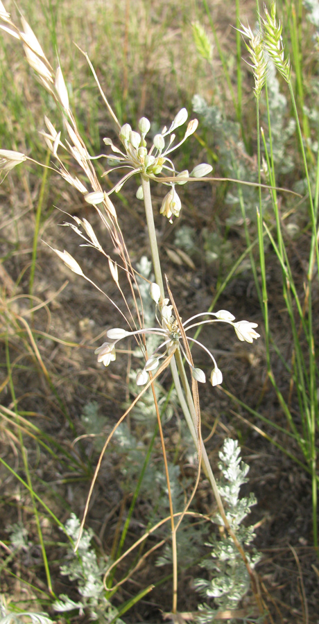 Изображение особи Allium paczoskianum.