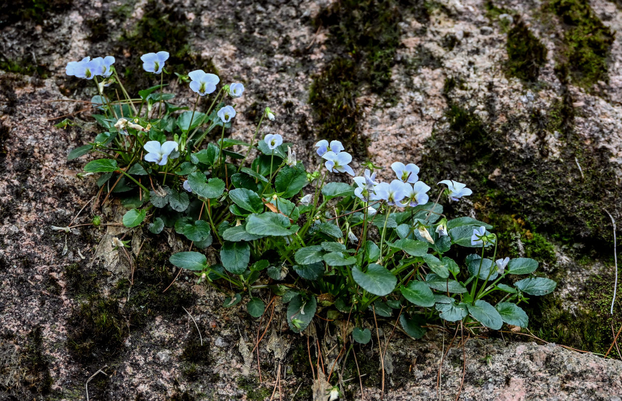 Изображение особи Viola heyuanensis.