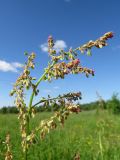 Rumex acetosa