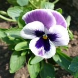 Viola wittrockiana. Цветок. Свердловская обл., окр. г. Североуральск, дачный участок. 08.07.2023.