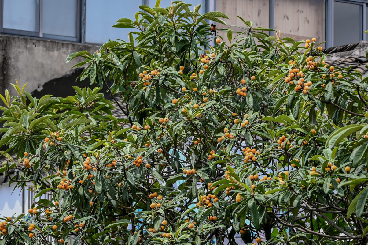 Изображение особи Eriobotrya japonica.