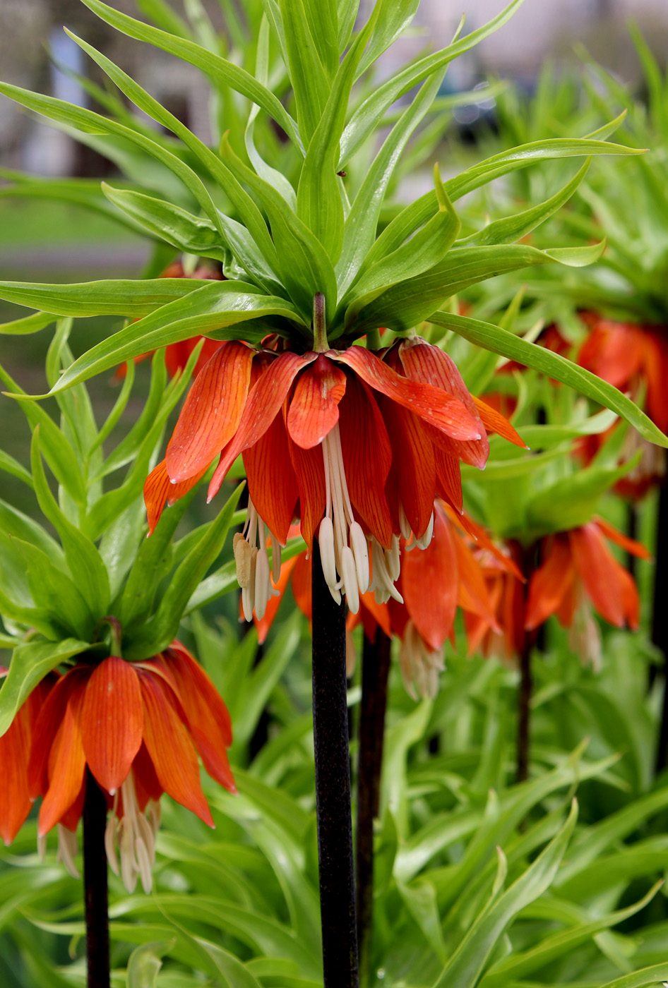 Image of Fritillaria imperialis specimen.