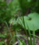Carex pendula. Верхушка цветущего растения. Республика Адыгея, Майкопский р-н, ущ. р. Аминовка, 50 м ниже водопада Аминовский, широколиственный лес. 5 мая 2025 г.