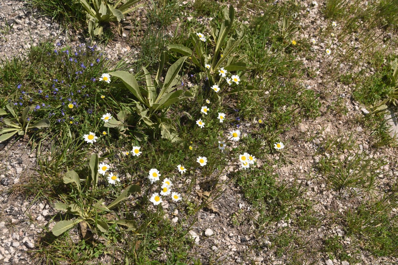 Image of familia Asteraceae specimen.
