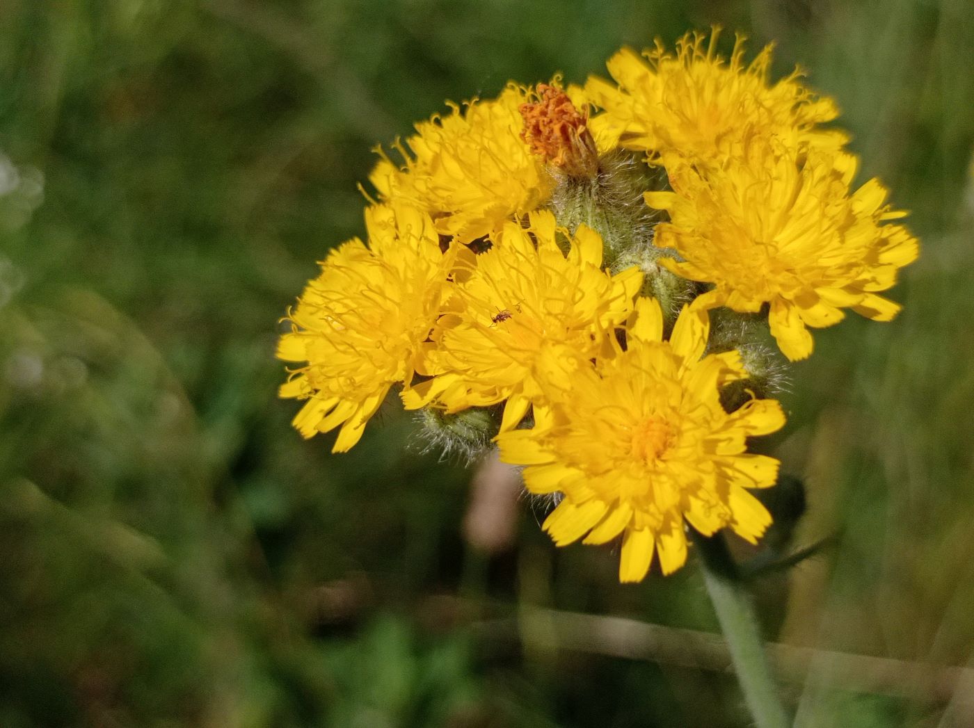 Image of Pilosella × bifurca specimen.