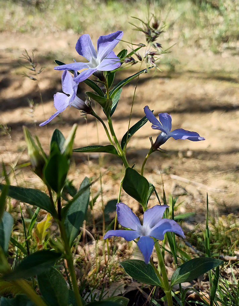Изображение особи Vinca herbacea.