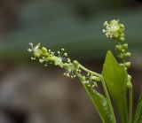 Mercurialis perennis. Часть соцветия. Московская обл., Одинцовский ГО, Звенигородская БС МГУ, елово-широколиственный лес. 17.04.2026.