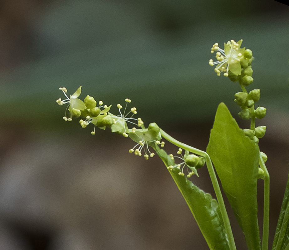 Image of Mercurialis perennis specimen.
