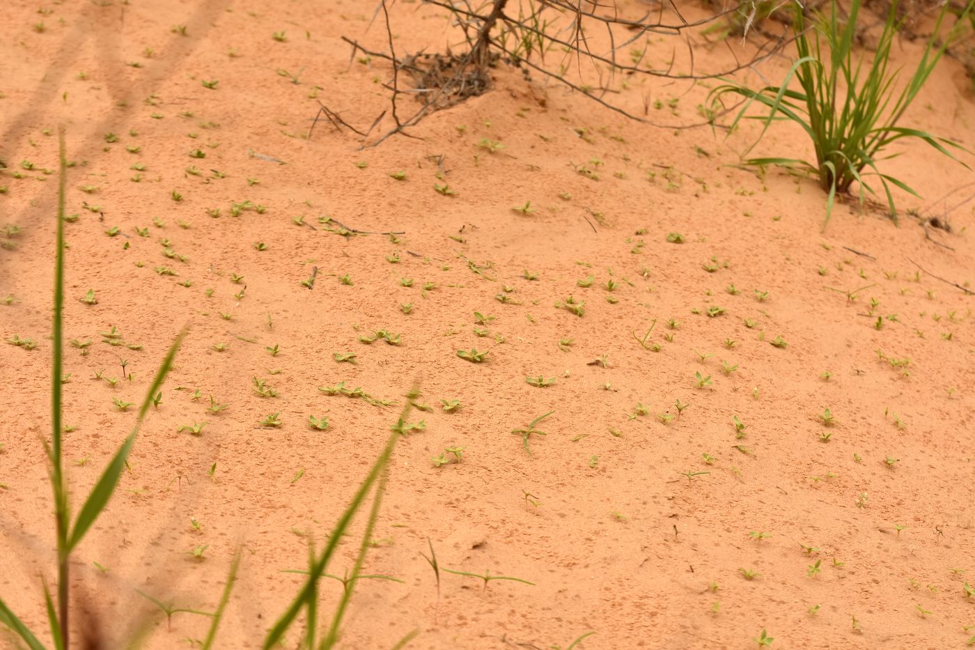 Изображение особи Agriophyllum pungens.