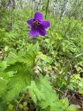 Geranium sylvaticum. Верхушка цветущего растения. Казахстан, Акмолинская обл., с. Зеренда, ГНПП \"Кокшетау\", лагерь \"Тулпар\", влажный березняк. 28.05.2024.