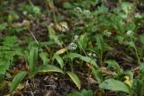 Allium ursinum