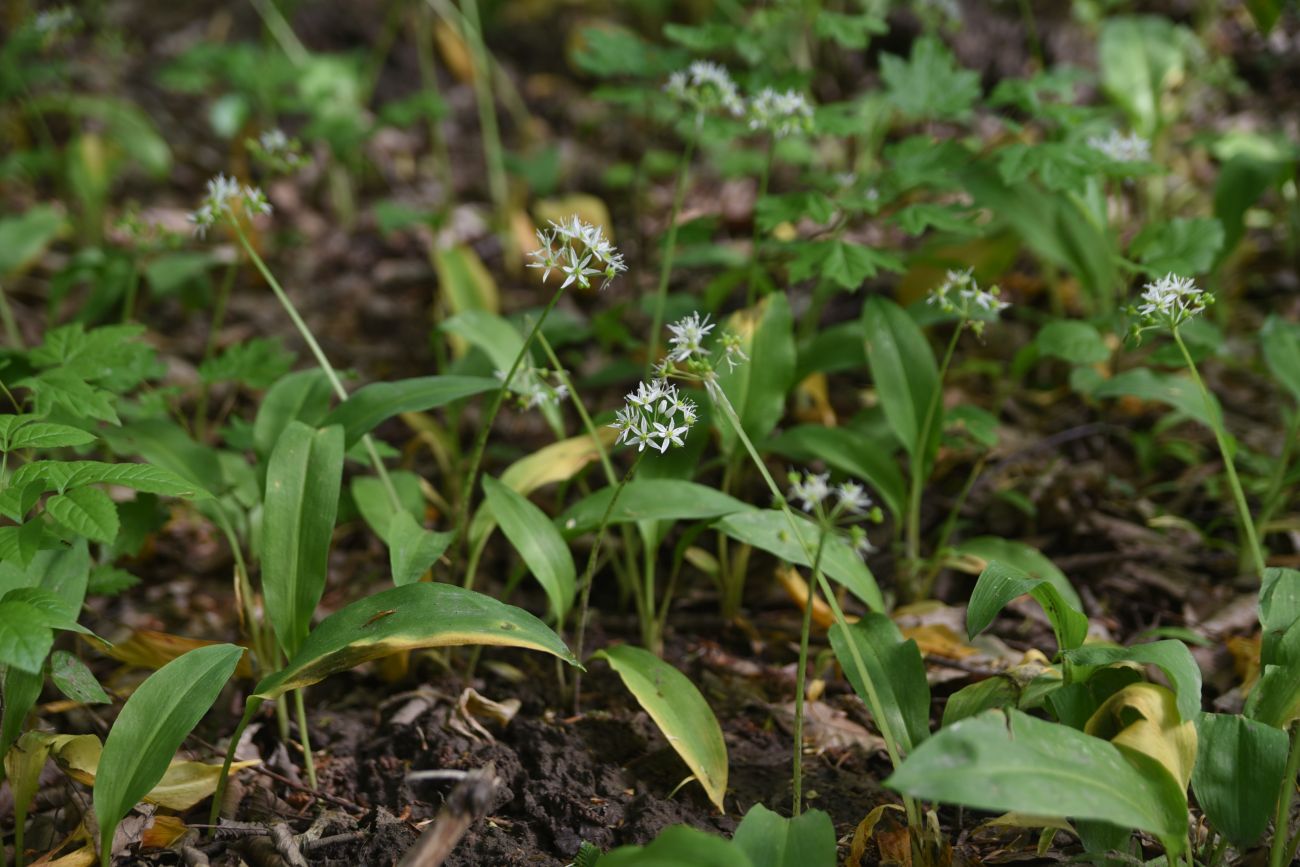 Image of Allium ursinum specimen.