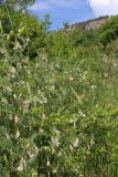 Vicia pannonica. Цветущие растения. Крым, Севастополь, Байдарская дол., окр. с. Озёрное, закустаренная поляна. 06.06.2026.