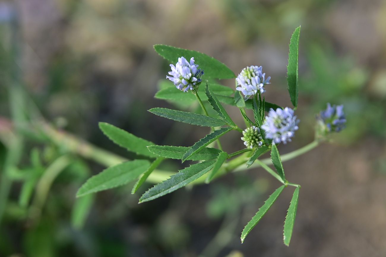 Image of Trigonella caerulea specimen.