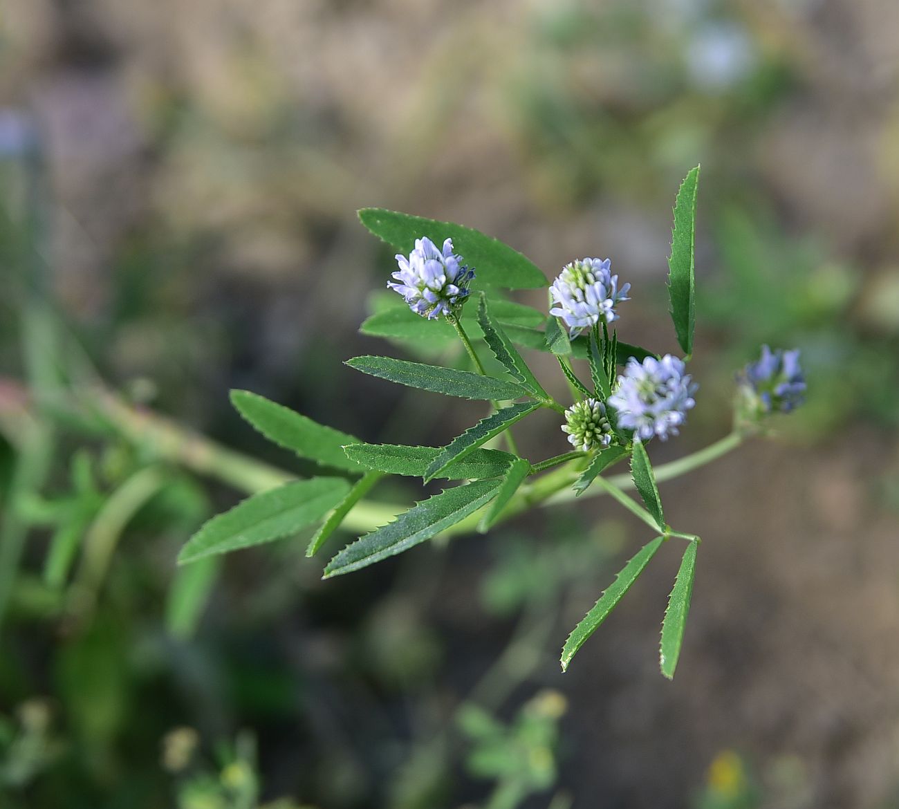 Изображение особи Trigonella caerulea.