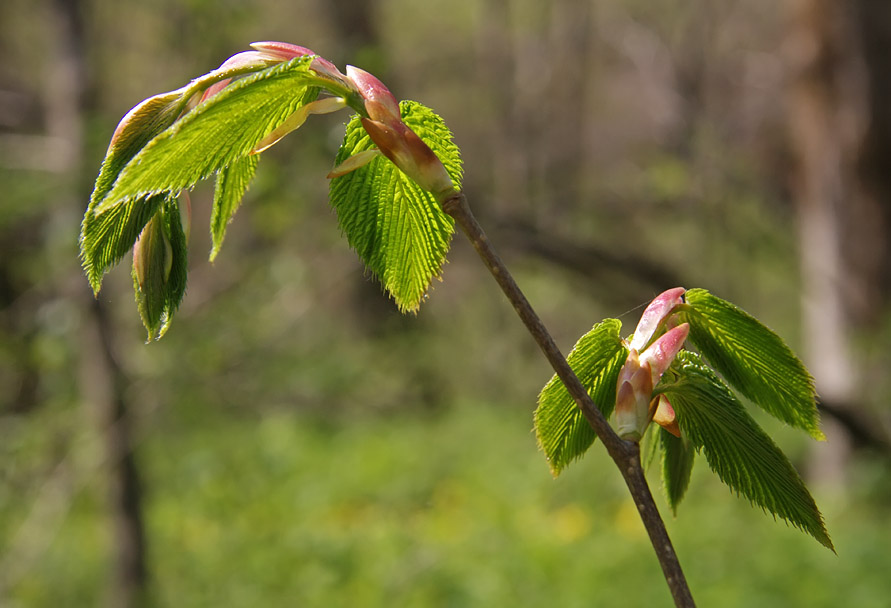 Image of Carpinus cordata specimen.