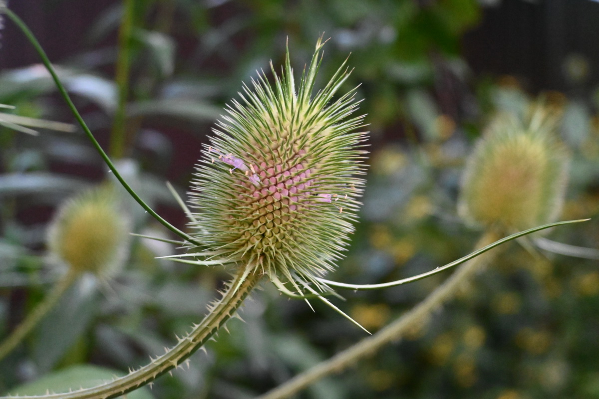 Image of Dipsacus fullonum specimen.