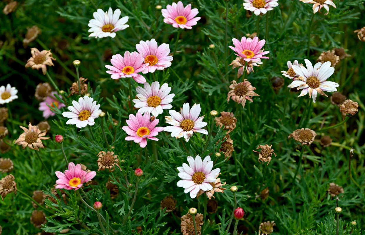 Image of Argyranthemum frutescens specimen.