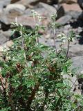 Farinopsis salesoviana