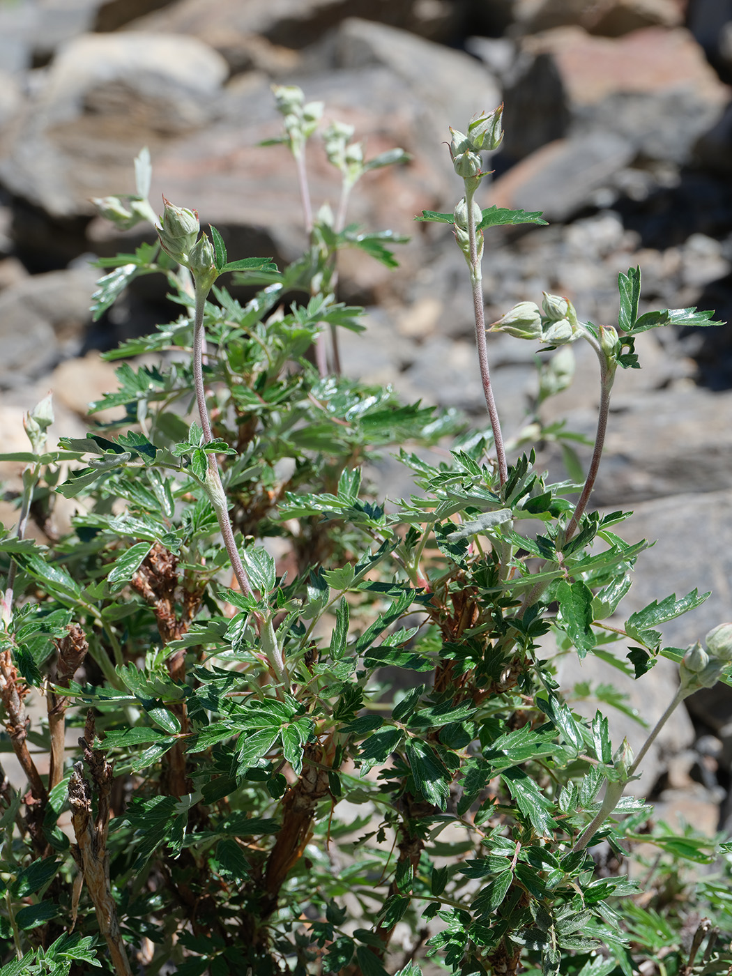 Image of Farinopsis salesoviana specimen.