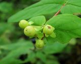 Hypericum androsaemum. Неспелые плоды. Краснодарский край, муниципальное образование город-курорт Сочи, Адлерский р-н, Кудепстинский сельский округ, окр. пос. Дубравный, Кудепстинский дендропарк, опушка широколиственного леса. 05.07.2024.