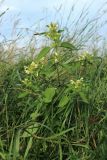 Galeopsis speciosa. Цветущее растение. Беларусь, Витебская обл., окр. пос. Езерище, суходольный луг по залежи, обочина просёлочной дороги. 15.07.2026.