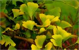 Ginkgo biloba. Часть ветви с листьями, переходящими на осенний окрас. Московская обл., Раменский р-н, окр. дер. Хрипань, садовый участок. 08.09.2026.