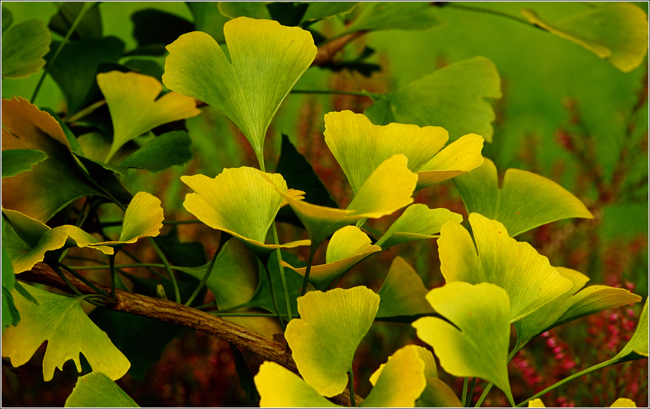Изображение особи Ginkgo biloba.
