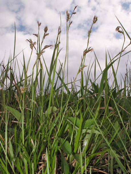 Image of Carex caryophyllea specimen.