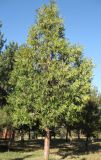 Calocedrus decurrens. Взрослое дерево. Крым, Симферополь, ботсад университета. 11 ноября 2008 г.