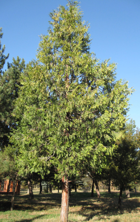 Image of Calocedrus decurrens specimen.