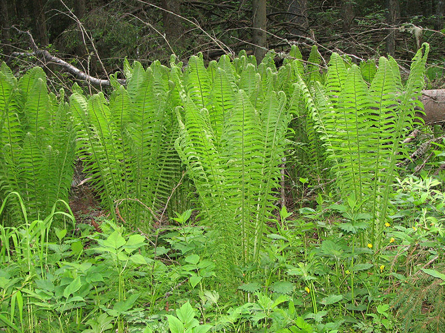 Изображение особи Matteuccia struthiopteris.