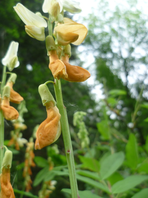 Изображение особи Lathyrus gmelinii.