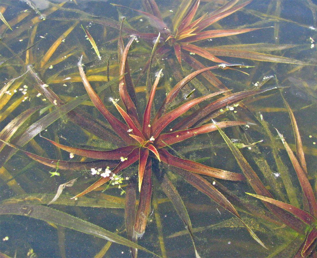 Image of Stratiotes aloides specimen.