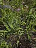 Matthiola bicornis