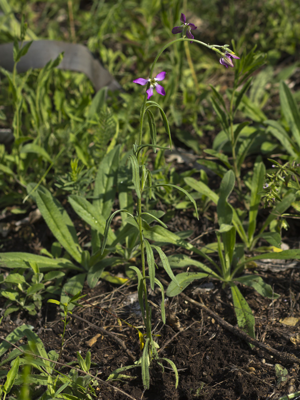 Image of Matthiola bicornis specimen.