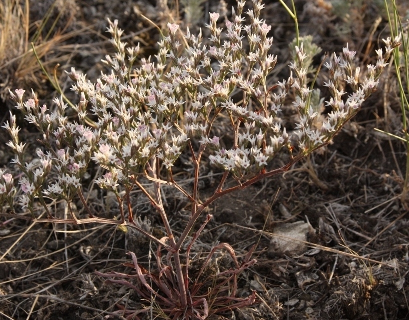 Изображение особи Goniolimon rubellum.